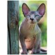 Almanach 2023 du chat