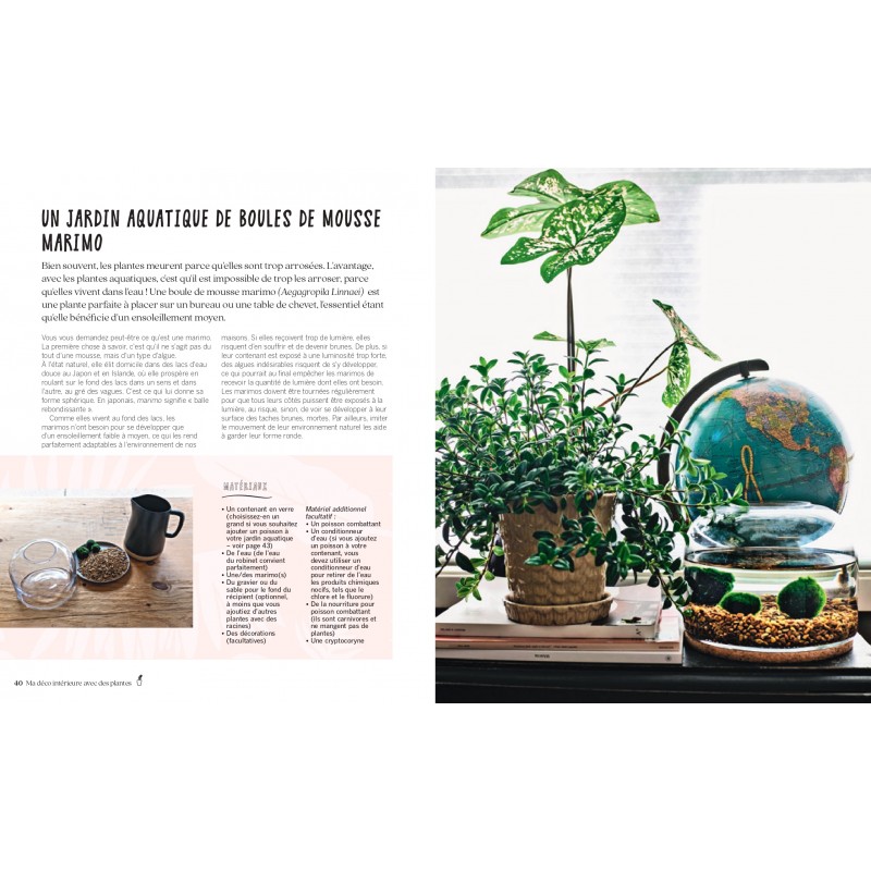 44 idées de Plante aerienne  plantes aériennes, plante, deco plantes