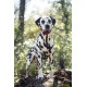 La Grande​ Encyclopédie​ des chiens