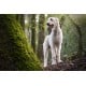 La Grande​ Encyclopédie​ des chiens